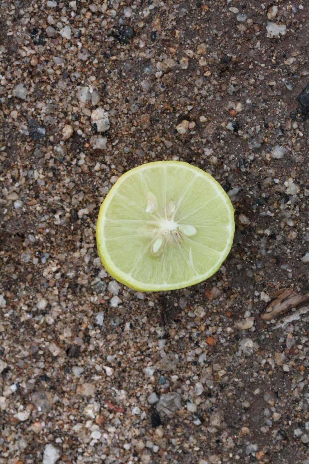              Fruit cross-section (Riverside, CA)       